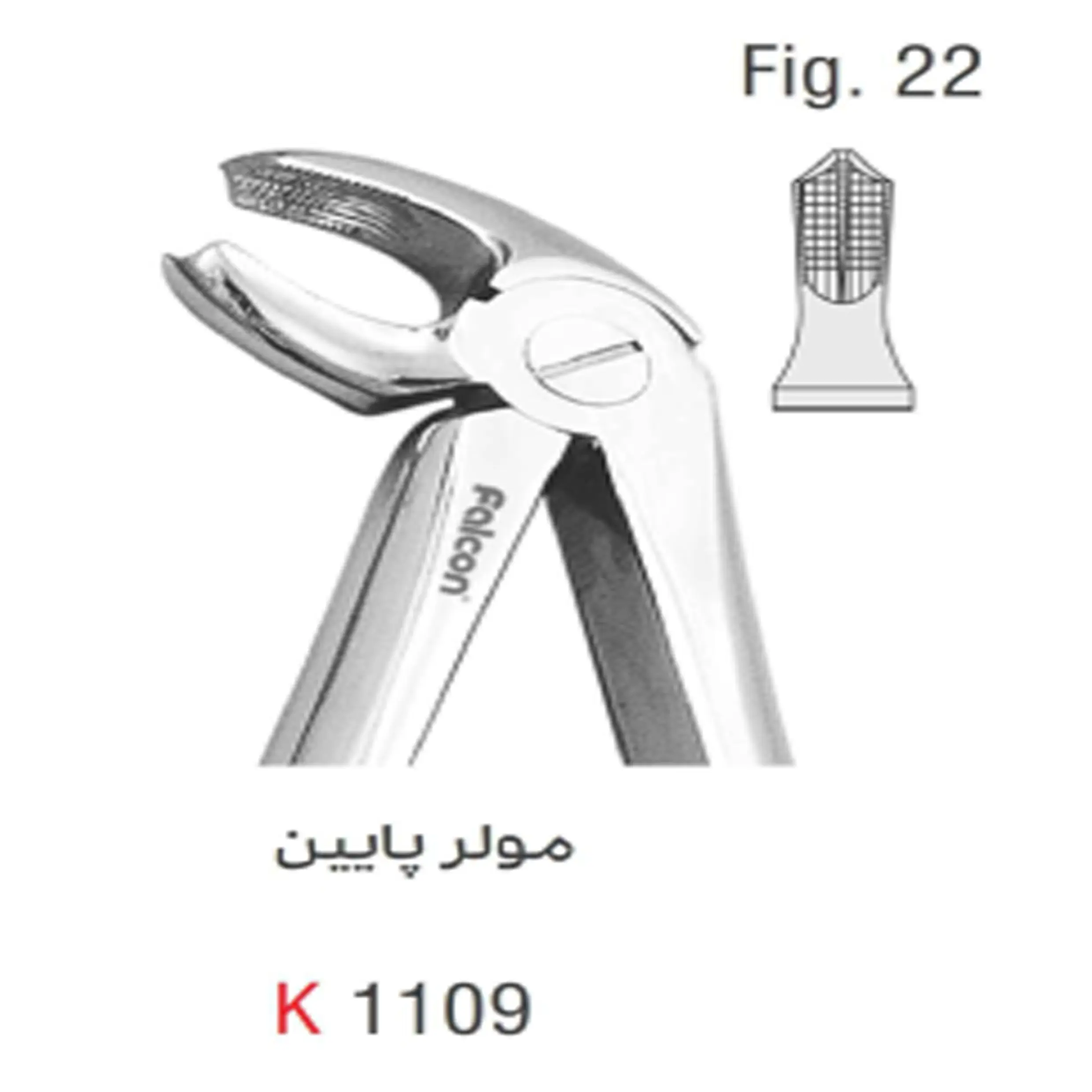 فورسپس بزرگسال مولر پایین- کوشا