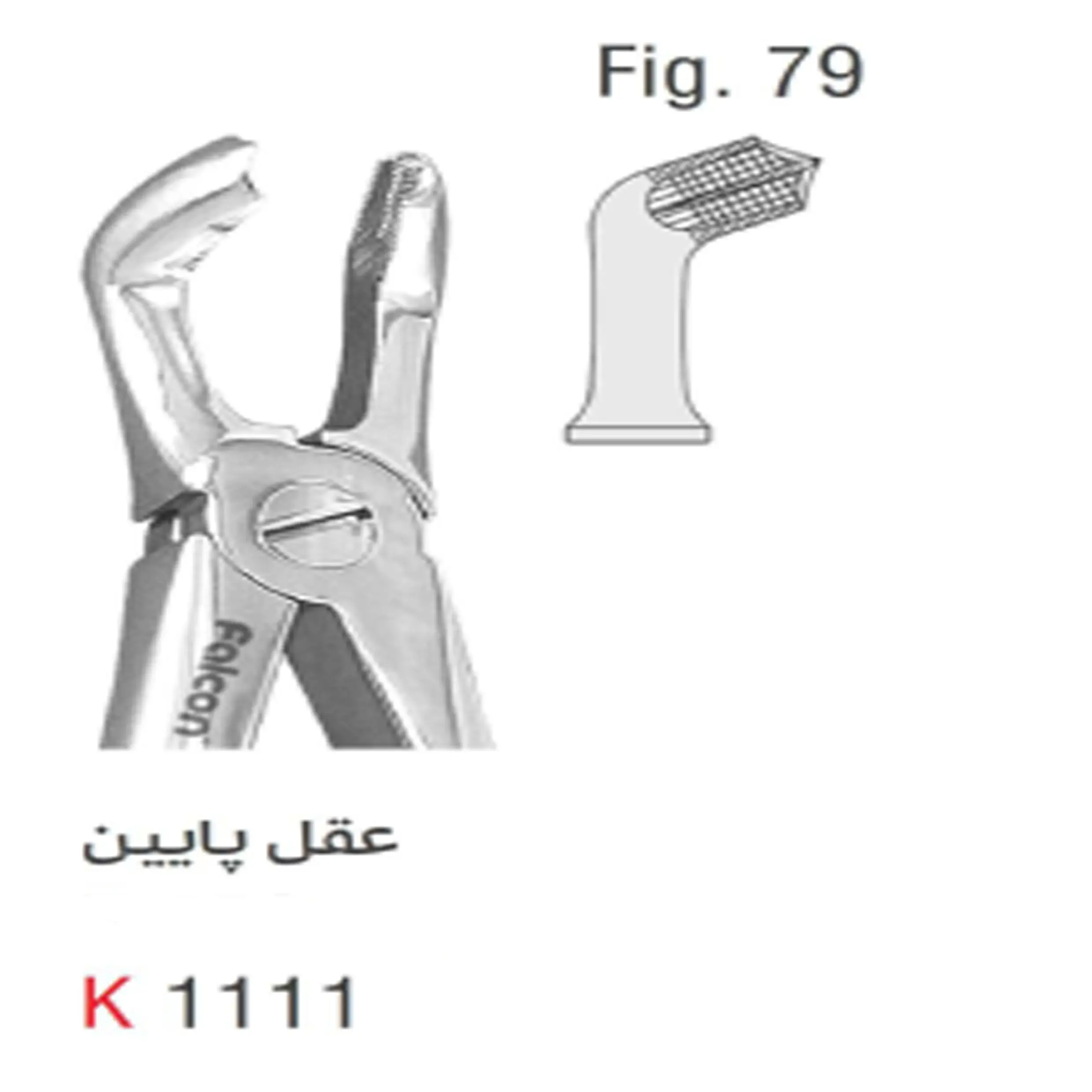 فورسپس بزرگسال عقل پایین- کوشا