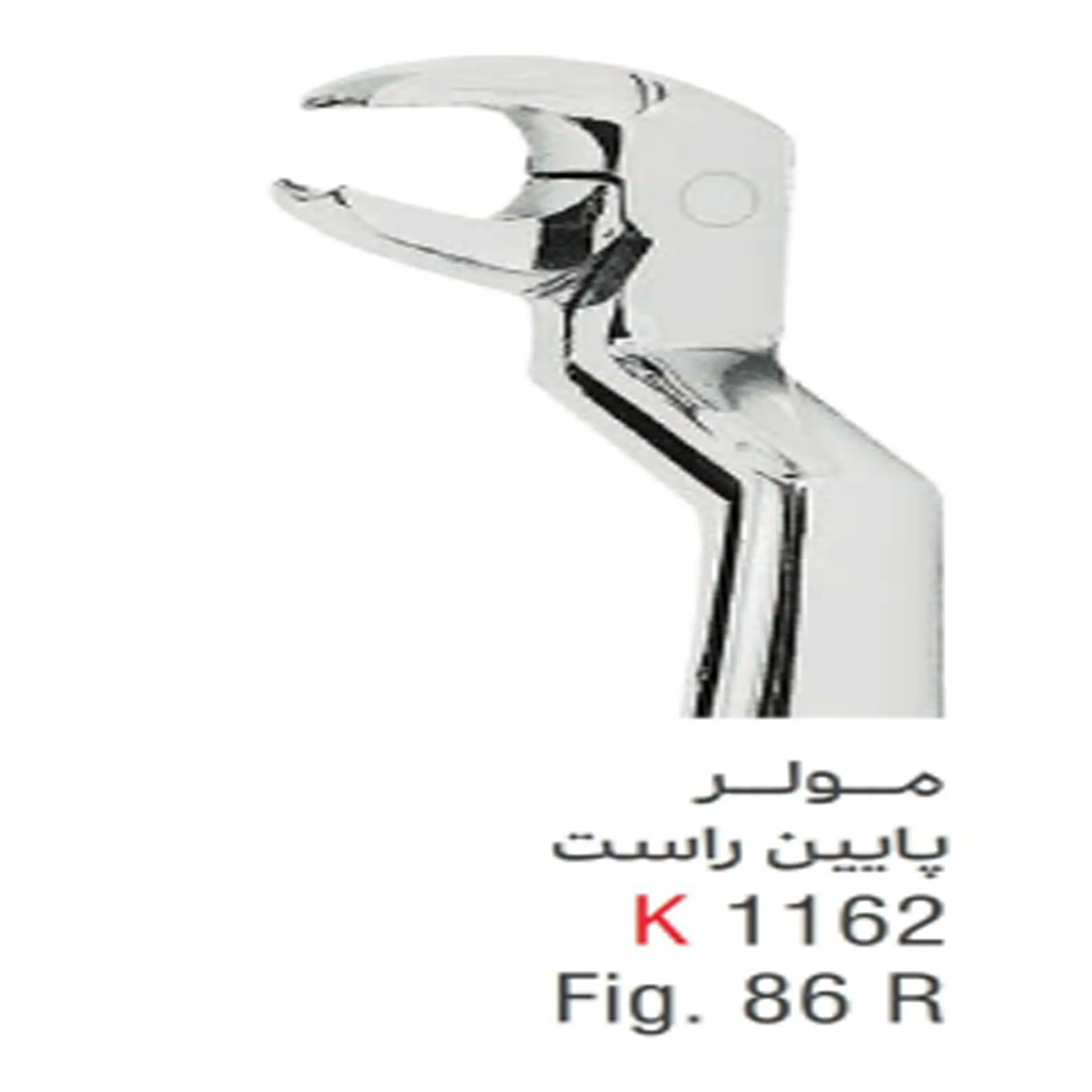 فورسپس بزرگسال مولر پایین راست- کوشا
