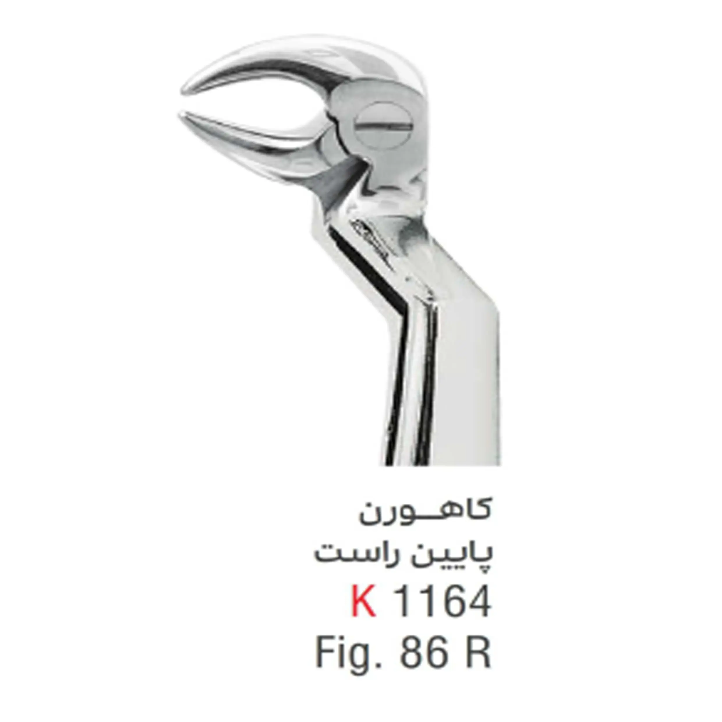 فورسپس بزرگسال کاهورن پایین راست- کوشا