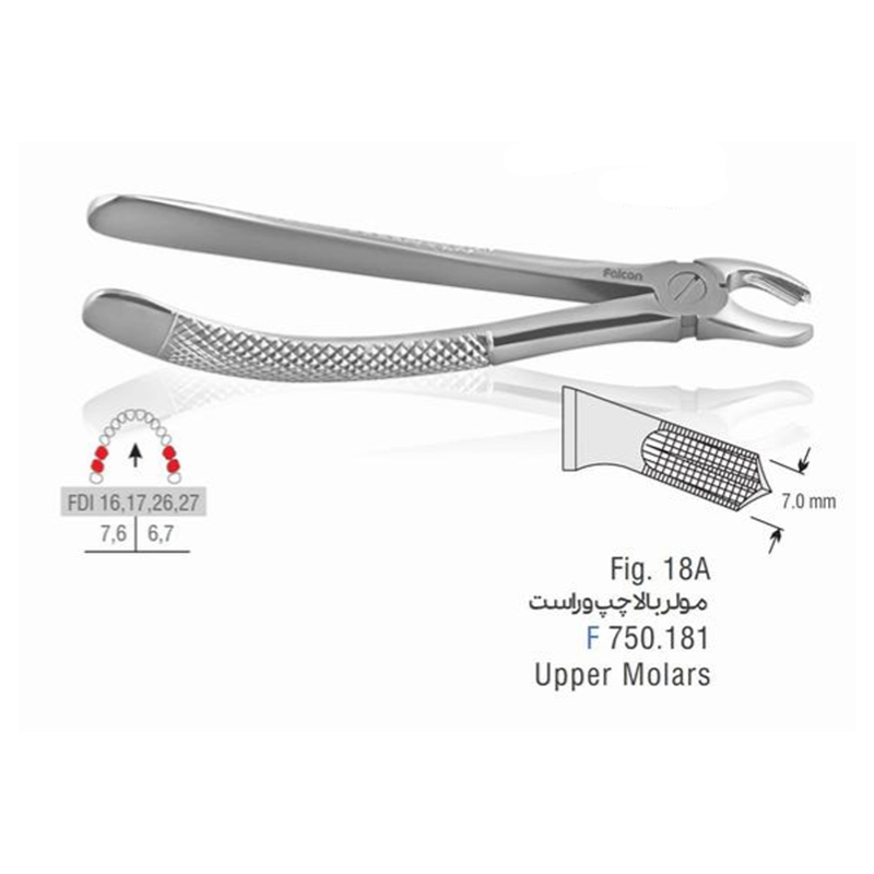 فورسپس ساده مولر بالا چپ و راست